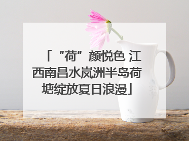 “荷”颜悦色 江西南昌水岚洲半岛荷塘绽放夏日浪漫