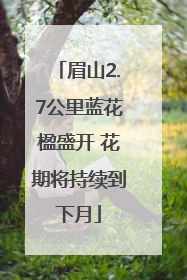 眉山2.7公里蓝花楹盛开 花期将持续到下月