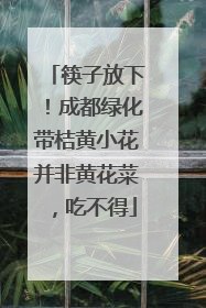 筷子放下！成都绿化带桔黄小花并非黄花菜，吃不得