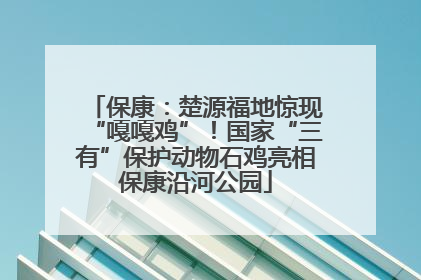 保康：楚源福地惊现“嘎嘎鸡”！国家“三有”保护动物石鸡亮相保康沿河公园