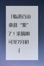 临港百亩桑葚“紫”了！采摘期可至7月初