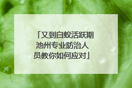 又到白蚁活跃期 池州专业防治人员教你如何应对