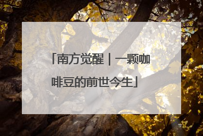 南方觉醒｜一颗咖啡豆的前世今生