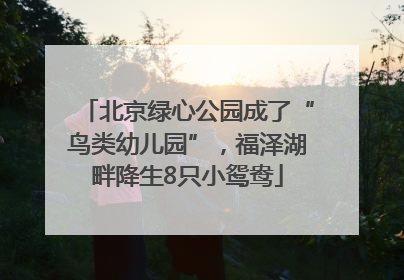 北京绿心公园成了“鸟类幼儿园”，福泽湖畔降生8只小鸳鸯