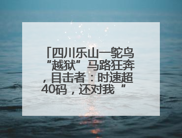 四川乐山一鸵鸟“越狱”马路狂奔，目击者：时速超40码，还对我“笑”了下