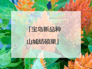 宝岛新品种 山城结硕果