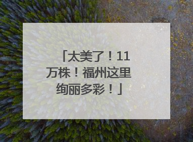 太美了！11万株！福州这里绚丽多彩！