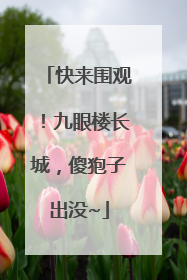 快来围观！九眼楼长城，傻狍子出没~