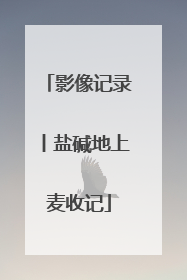 影像记录丨盐碱地上麦收记