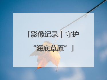 影像记录｜守护“海底草原”