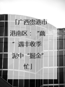 广西贵港市港南区：“藕”遇丰收季 泥中“掘金”忙