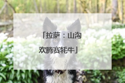 拉萨：山沟欢腾赛牦牛