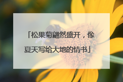 松果菊翩然盛开，像夏天写给大地的情书