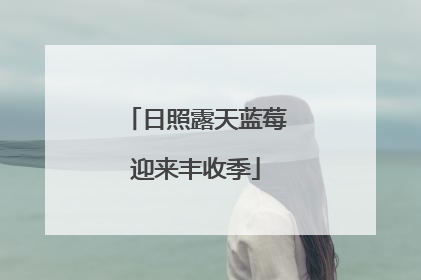 日照露天蓝莓迎来丰收季