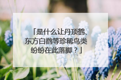 是什么让丹顶鹤、东方白鹳等珍稀鸟类纷纷在此落脚？