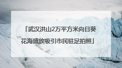 武汉洪山2万平方米向日葵花海盛放吸引市民驻足拍照