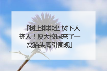 树上排排坐 树下人挤人！厦大校园来了一窝猫头鹰引围观