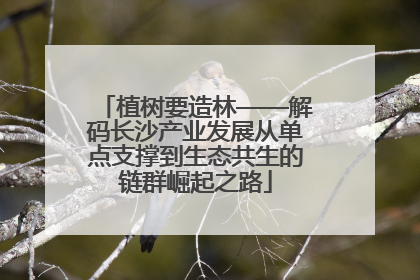 植树要造林——解码长沙产业发展从单点支撑到生态共生的链群崛起之路