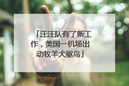 汪汪队有了新工作，美国一机场出动牧羊犬驱鸟