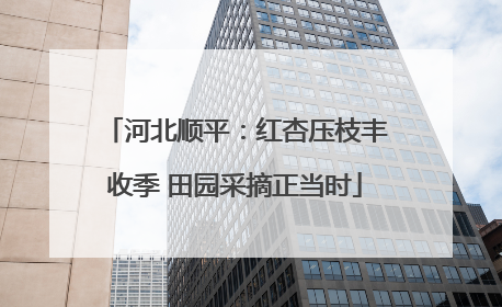 河北顺平：红杏压枝丰收季 田园采摘正当时