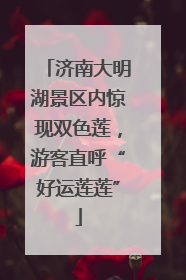 济南大明湖景区内惊现双色莲，游客直呼“好运莲莲”