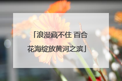 浪漫藏不住 百合花海绽放黄河之滨