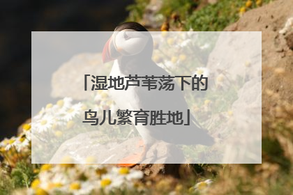 湿地芦苇荡下的鸟儿繁育胜地