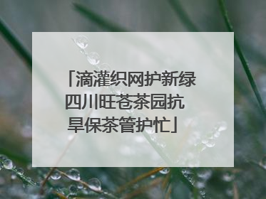 滴灌织网护新绿 四川旺苍茶园抗旱保茶管护忙