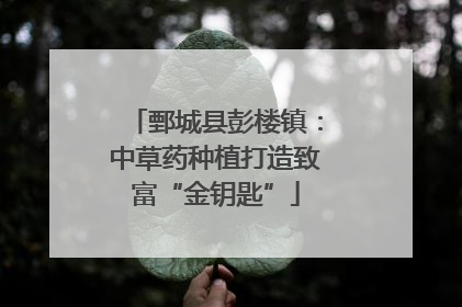 鄄城县彭楼镇：中草药种植打造致富“金钥匙”