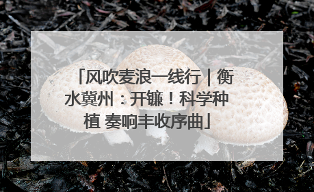风吹麦浪一线行｜衡水冀州：开镰！科学种植 奏响丰收序曲