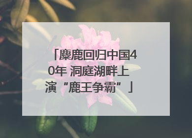 麋鹿回归中国40年 洞庭湖畔上演“鹿王争霸”